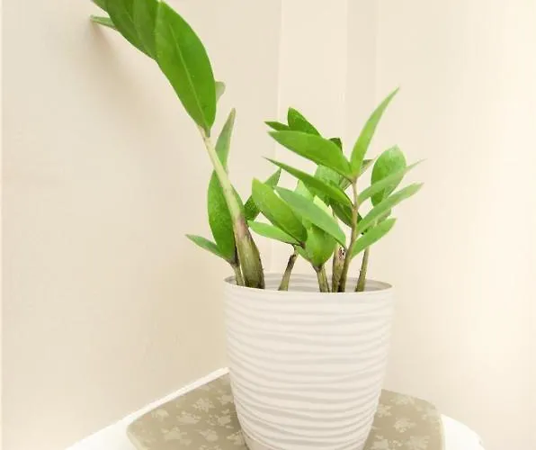 شقة Batory غدينيا